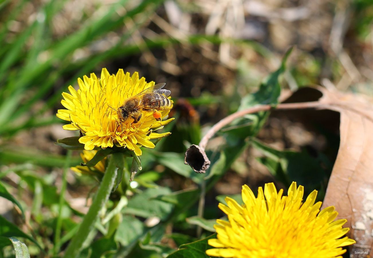 Valóban veszedelmes állatok a méhek és a darazsak?