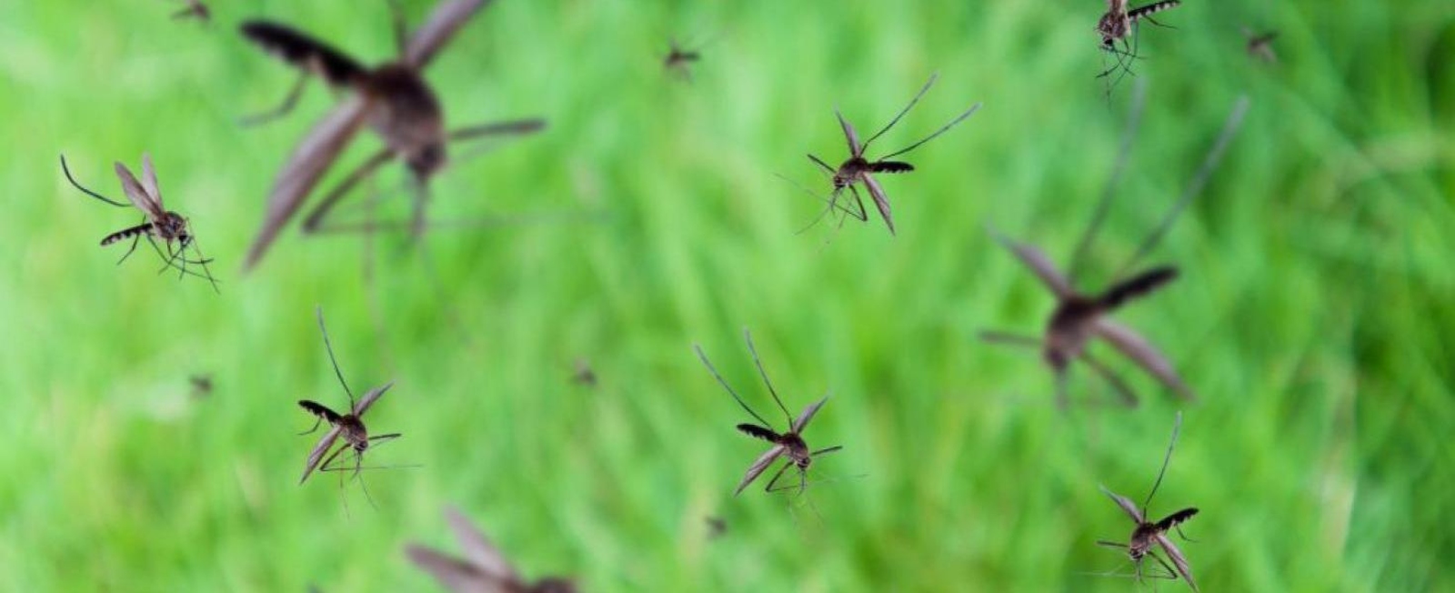 Utálatunk tárgya: a szúnyog – 2. rész