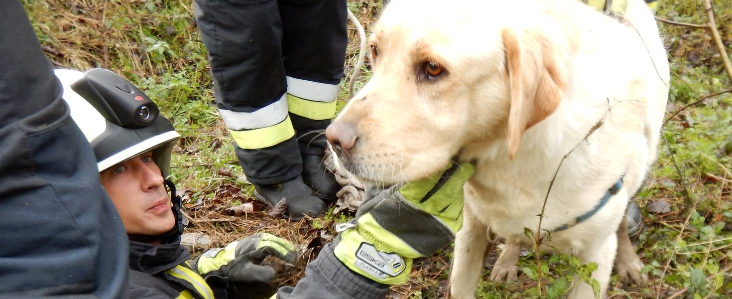 Így menekült meg az aknába esett kutya a Balatonnál – Videó!