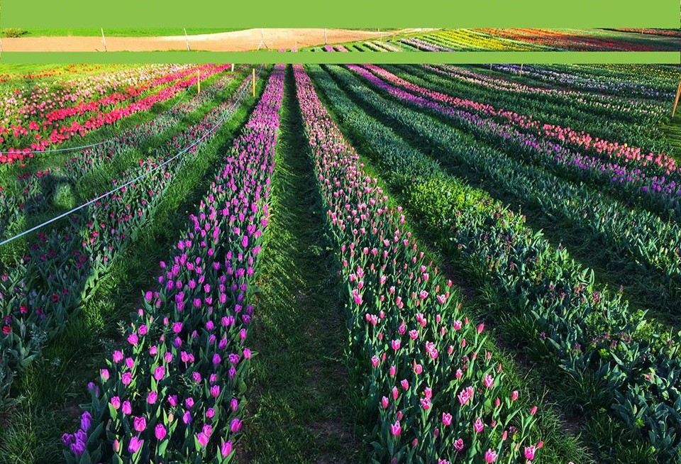 Cikkünk nyomán megmozdult az ország a kőröshegyi tulipánokért