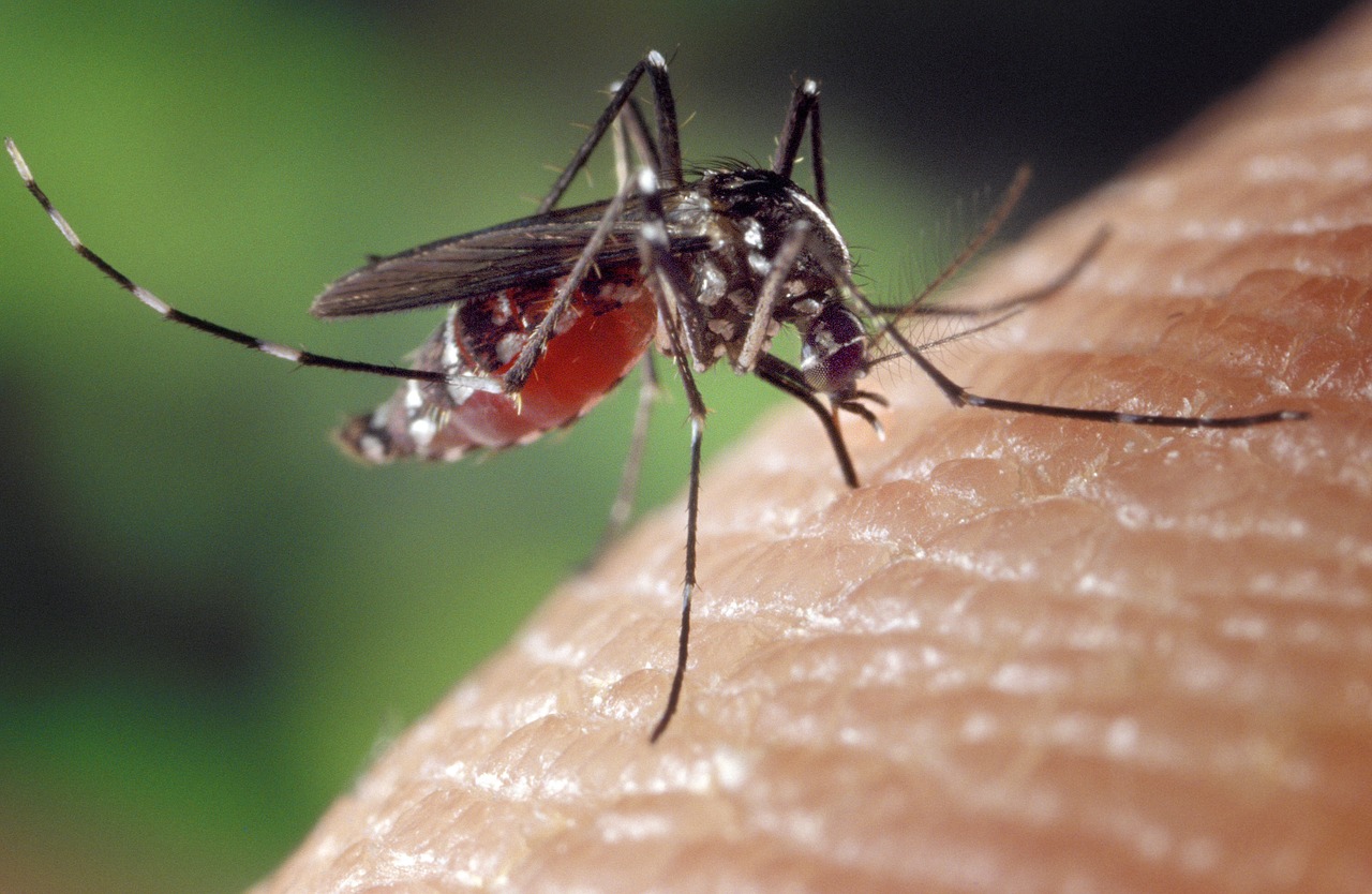 Kvíz: A balatoni szúnyogok