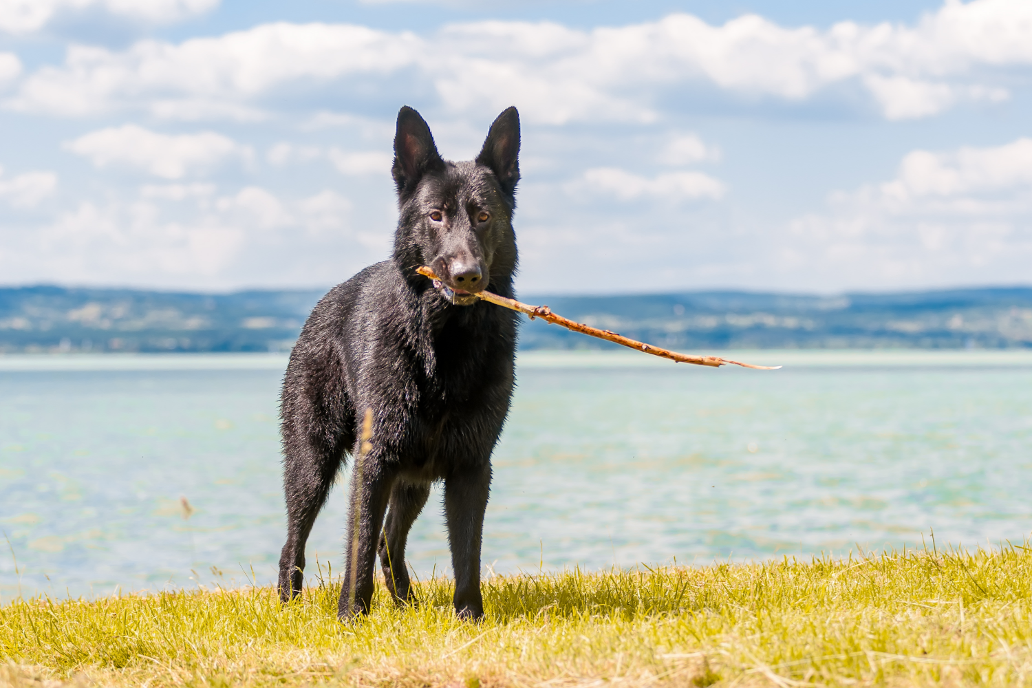Kutyával a Balaton körül: erre számíthatsz, ha egy négylábúval együtt indulsz nyaralni