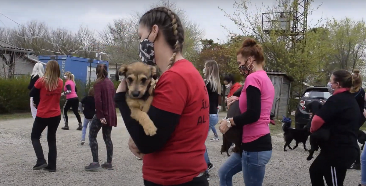 Kutyusokkal együtt ropják a Jerusalema tánckihívást a siófoki menhely önkéntesei – Videó!