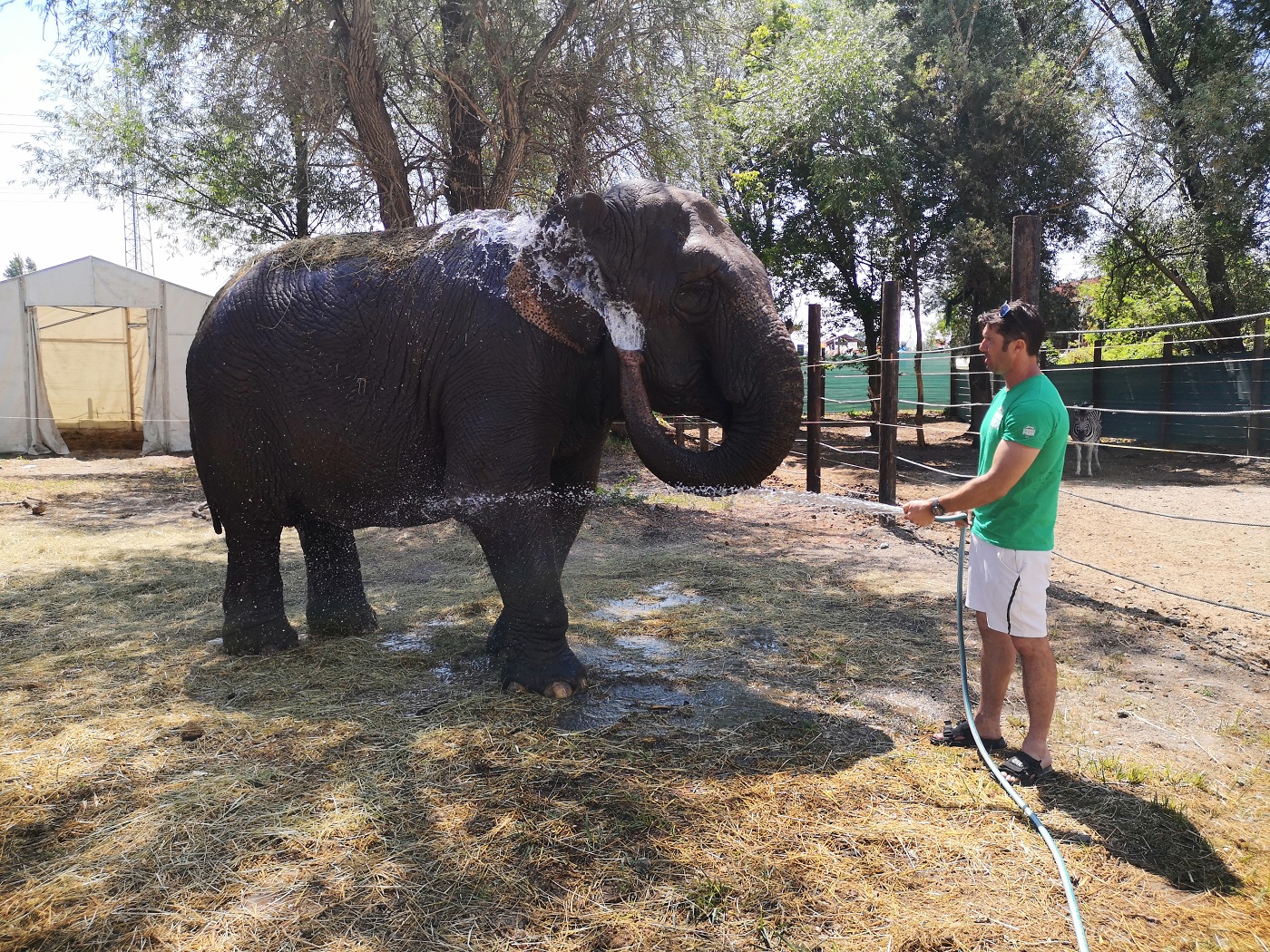 Cirkuszi élet közelről Zamárdiban – minden nap megfürdetik Szandra elefántot