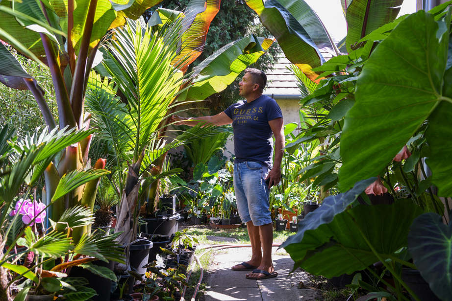27-féle banánt termesztenek egy kertben Siófokon