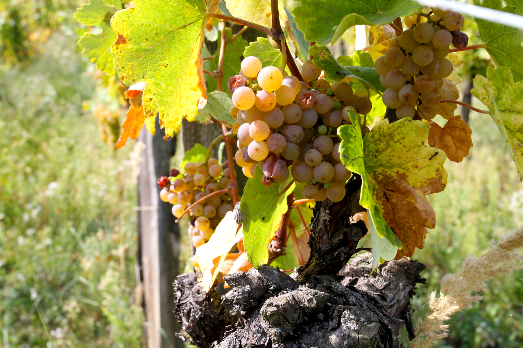A szép ősz szép bort hoz a pincékbe