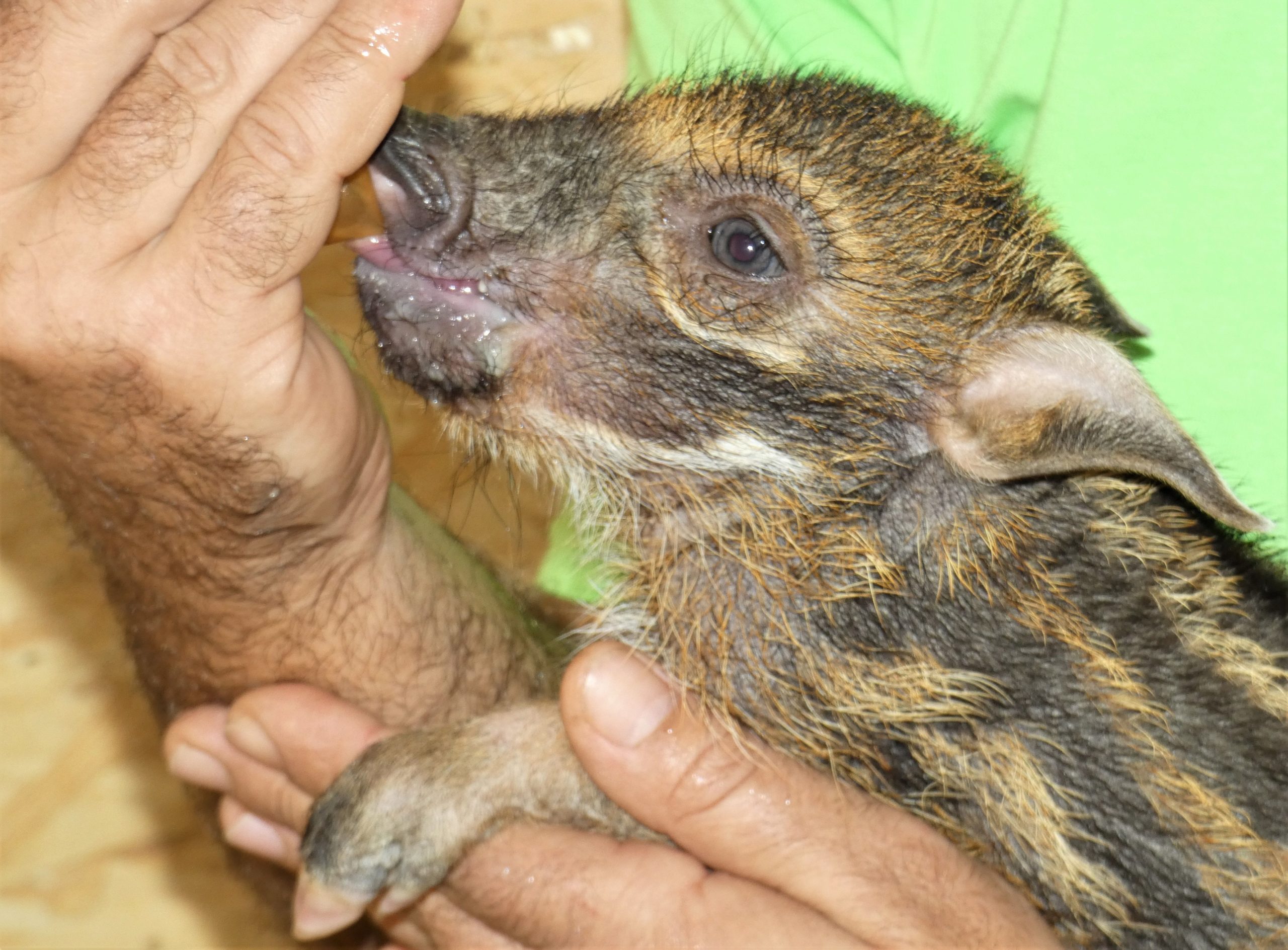 A Veszprémi Állatkert ecsetfülű aprósága kimaxolja a cukiságfaktort