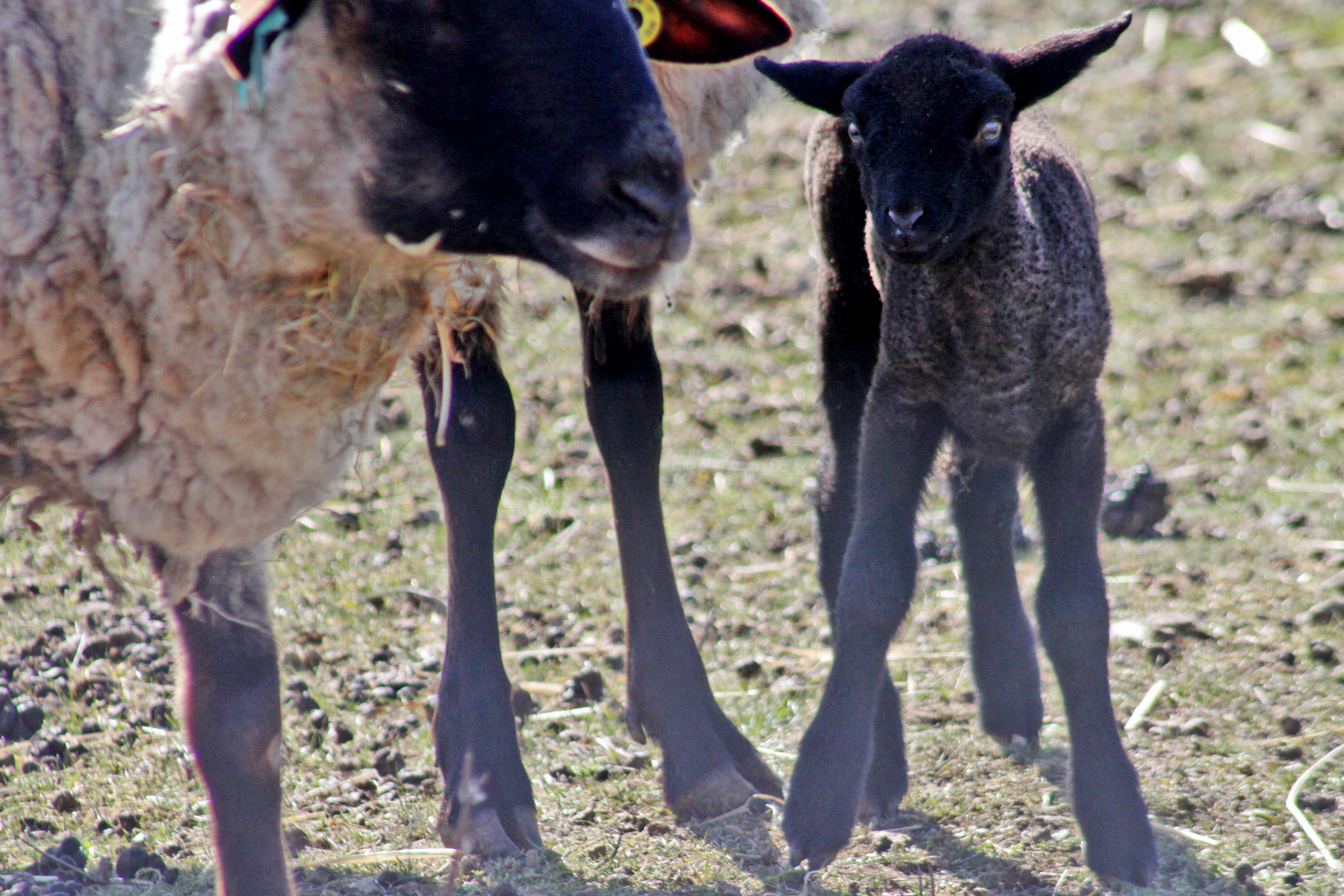 A kék szemű fekete bárányok a balatoni állatpark új sztárjai
