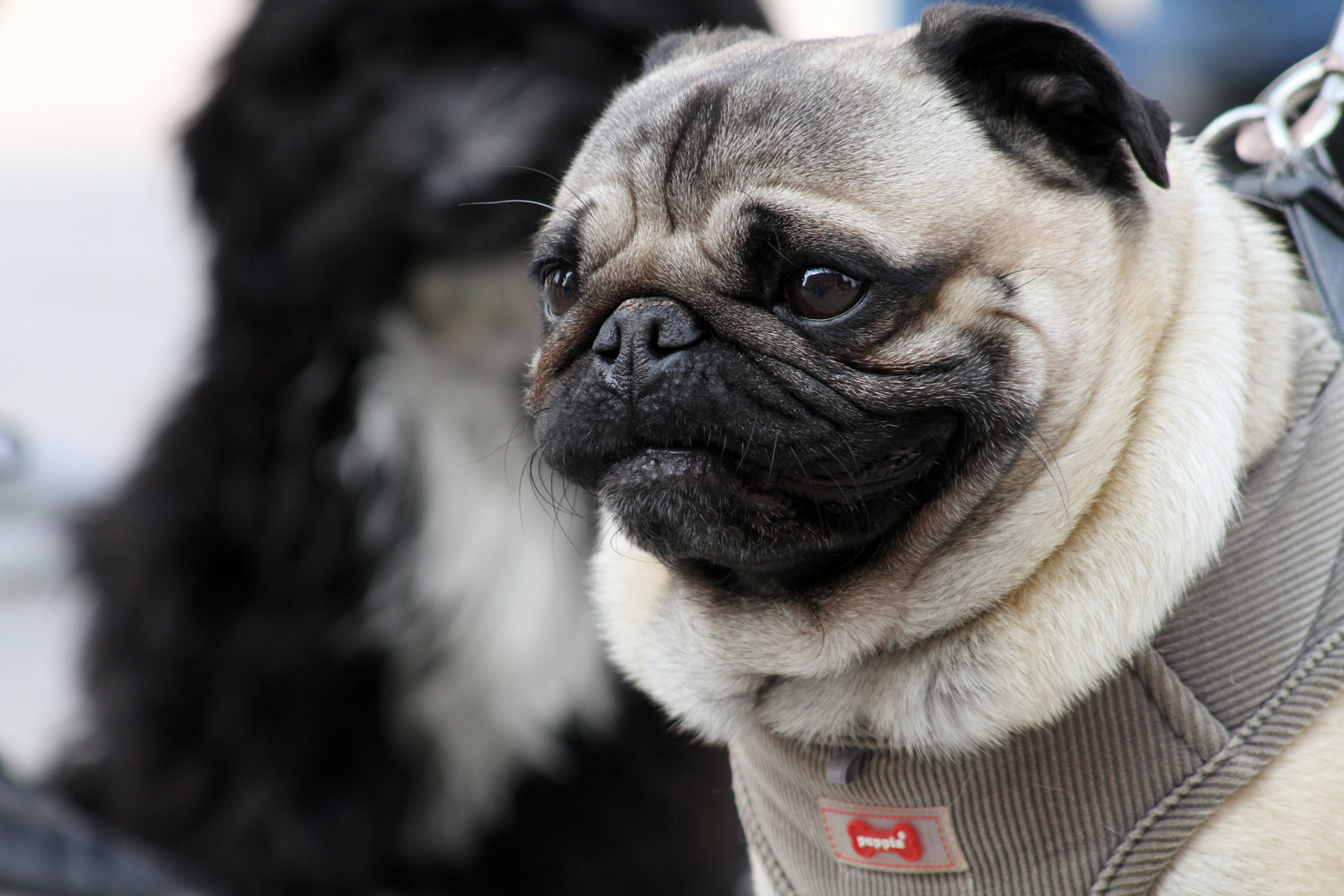 II. Keszthelyi jótékonysági bulldog és mopsz találkozó és beach parti