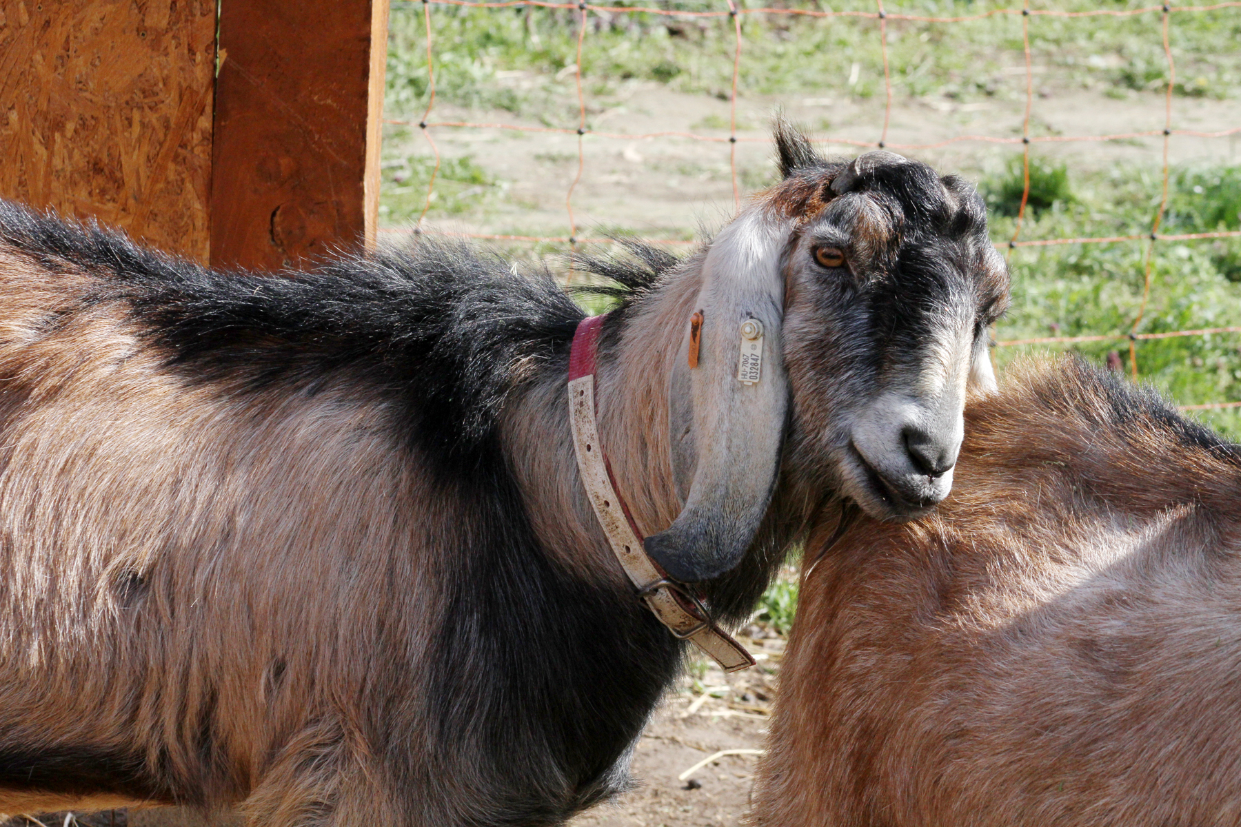 Kiakad a cukiságmérő / lógó fülű kecskék a Balatonnál