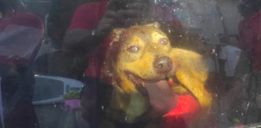 Kutya a forró autóban: a tűzoltók mentették ki a hőségből