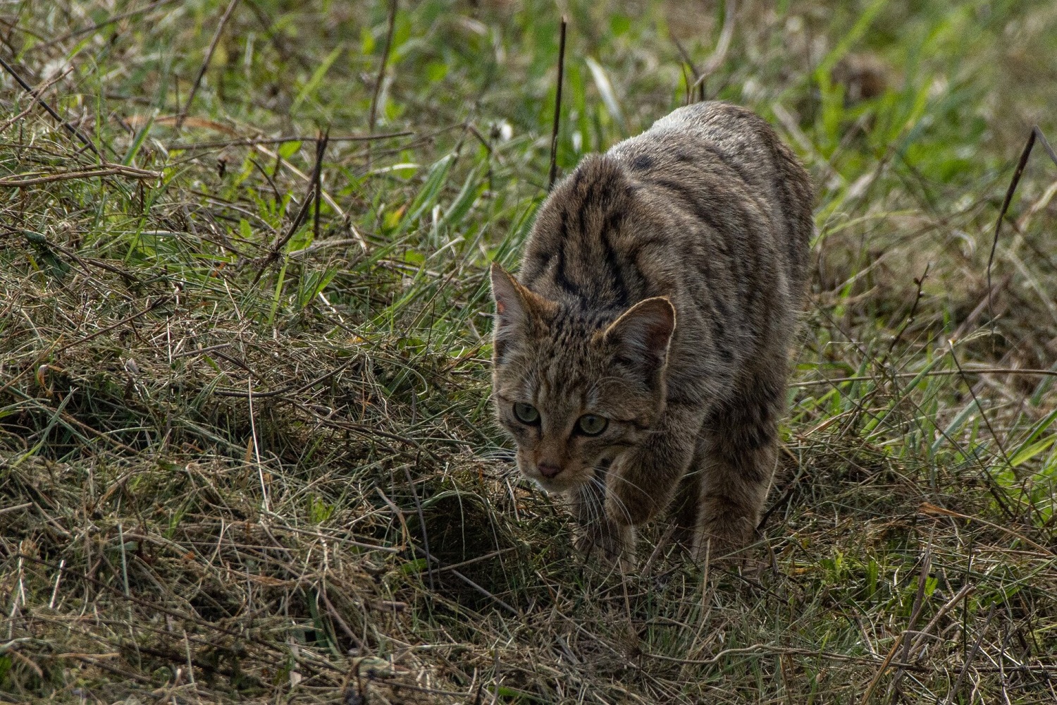 A vadászó vadmacska a Kis-Balatonnál fotózták