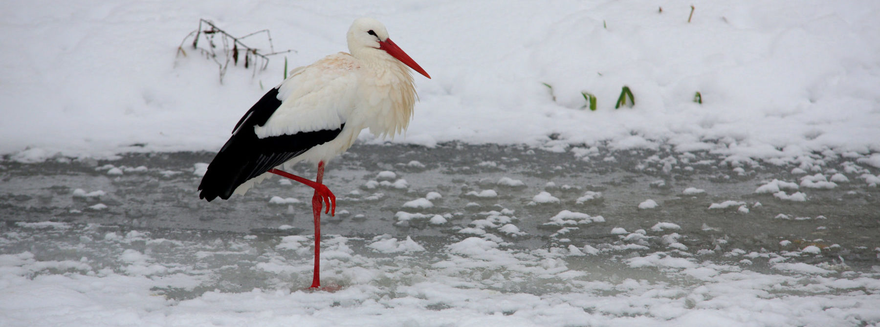 A hazánkban áttelelő fehér gólyák titkos élete