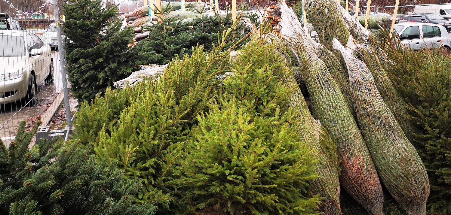 Aranyvasárnap beindul a karácsonyfa vásár – a dán Nordmann a menő
