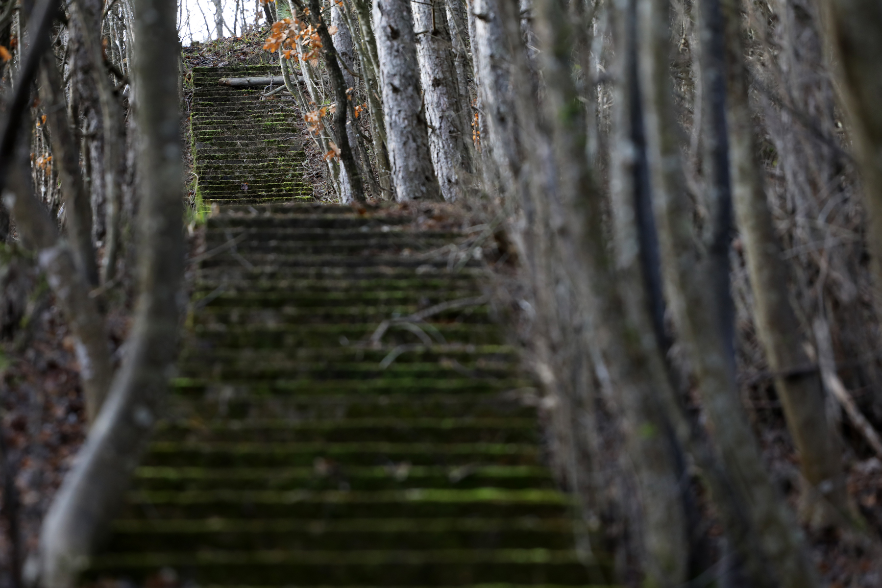 Kiderítettük! 50 éves titkokat rejt a sehova nem vezető lépcsősor a balatoni erdőben