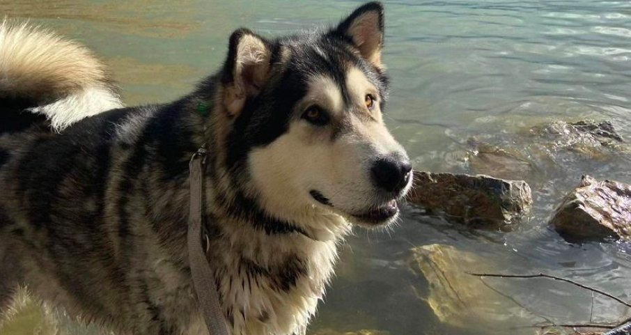 Póniméretű kutya sétált a balatonfüredi parton