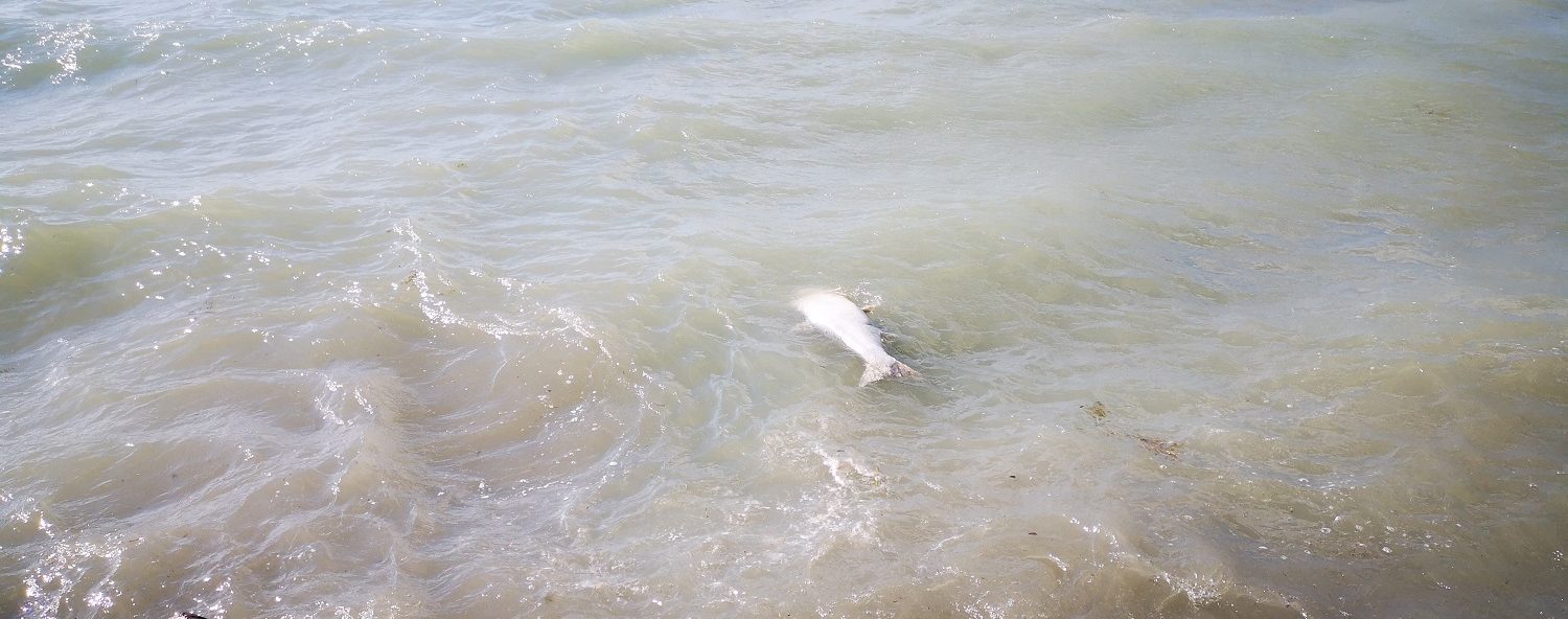 Sick fish carcasses appear in the warm Lake Balaton