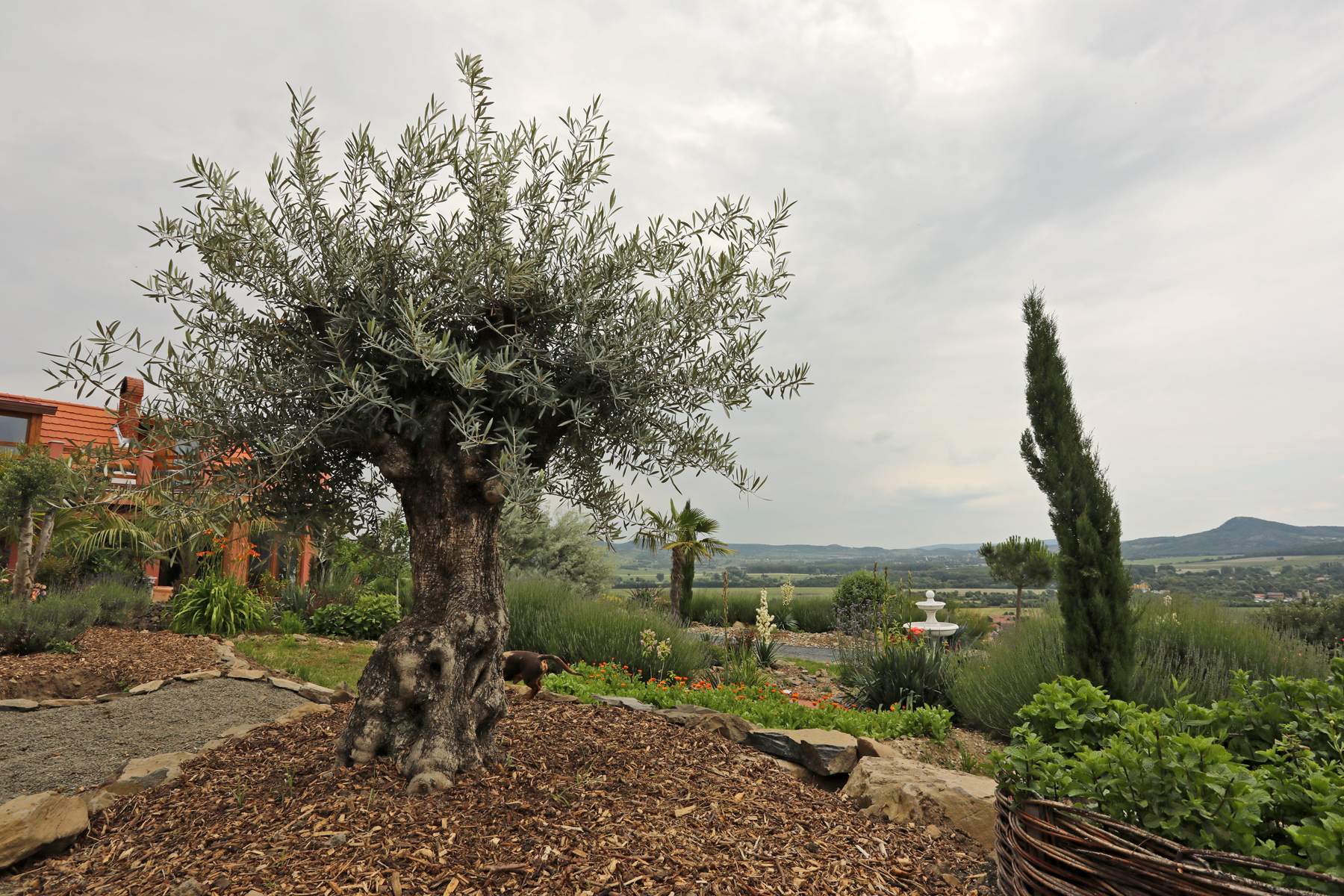 Mediterrán kert ragyog a Szent György-hegy tetején