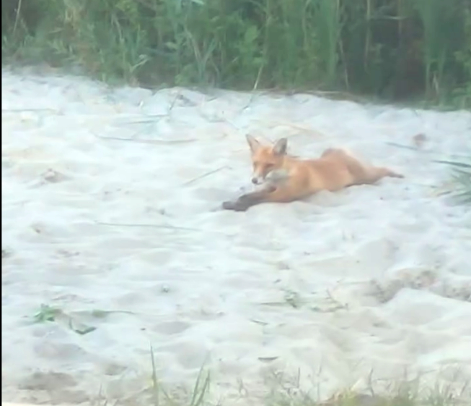 A homokozóban játszó gyerekek közé egyszercsak egy róka jött a bokorból / videó