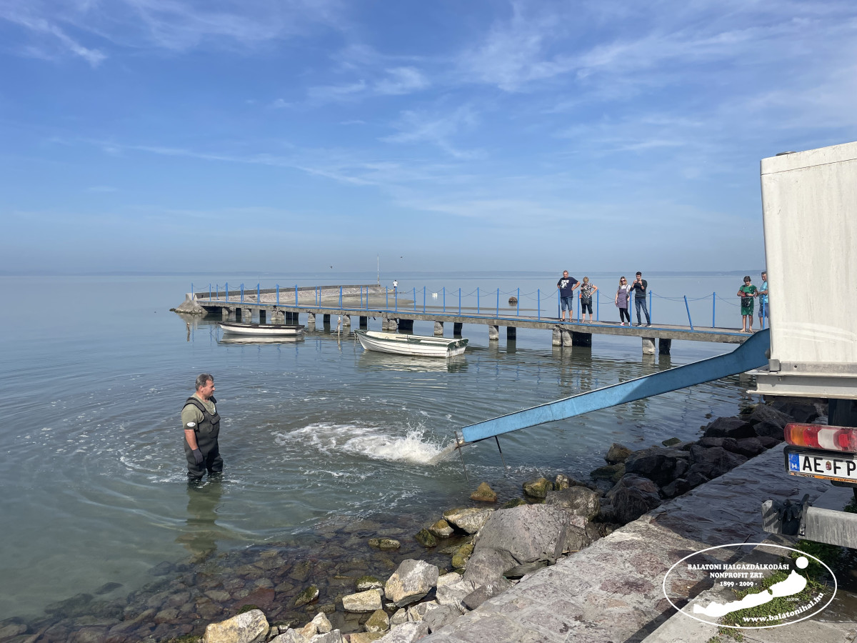 2023-ban már 100 931 kg halat telepítettek a Balatonba