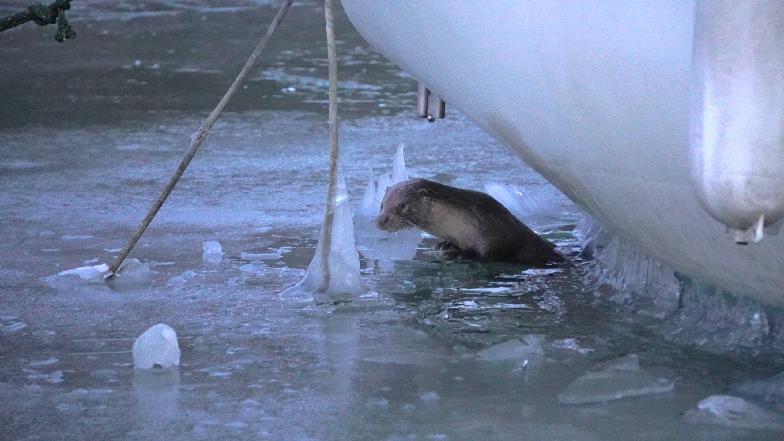 A jégbe fagyott jacht mellett bukkant fel a fonyódi vidra – videó