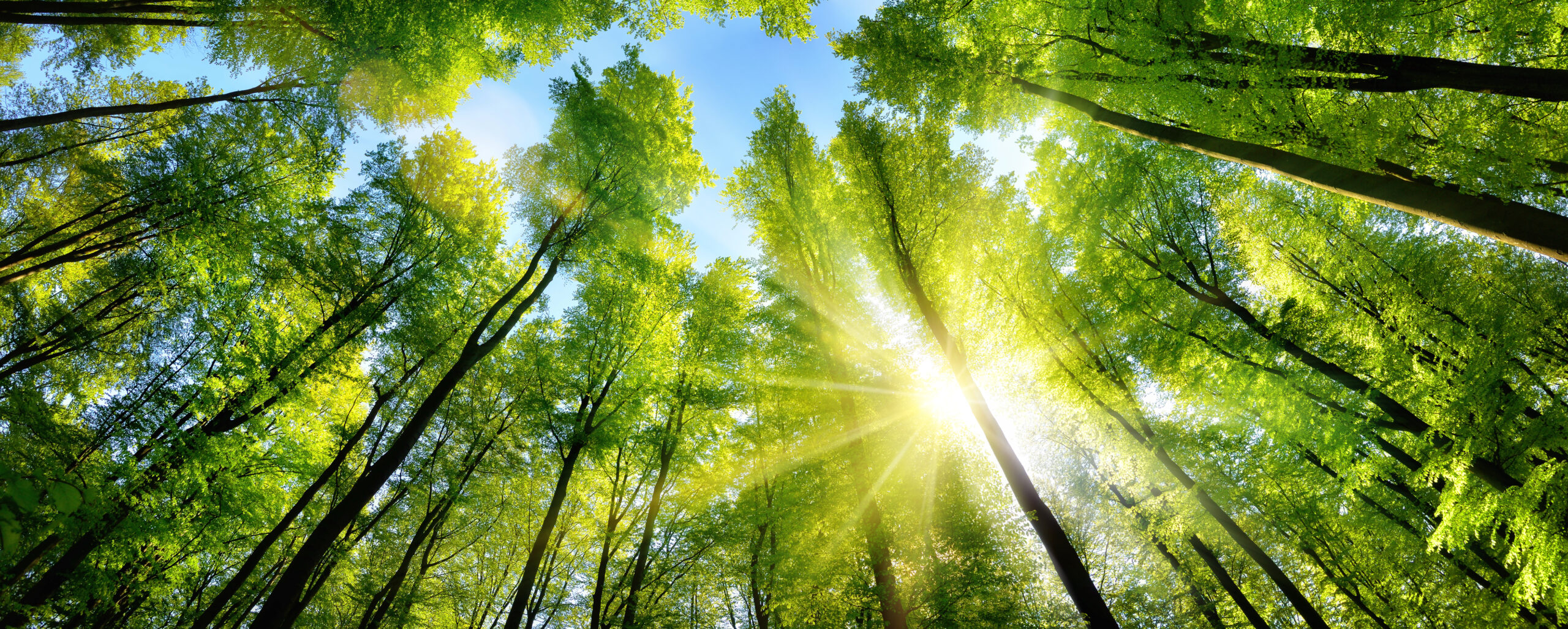 Az év fája a bükk, erdeiben feltöltődhetünk energiával