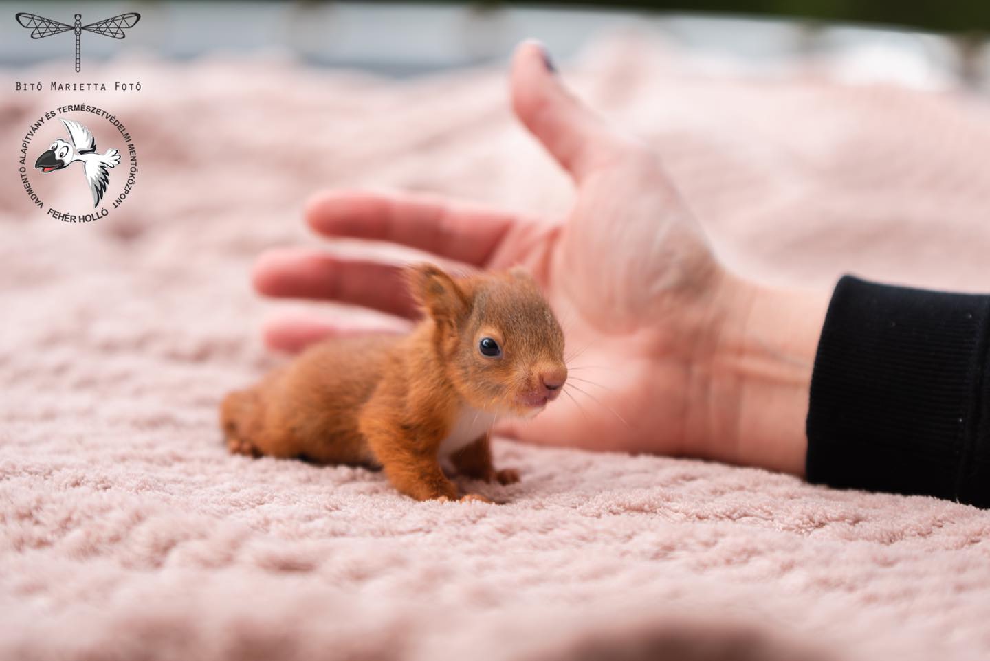 Ez az édes bébi mókus elrabolta a gondozói szívét