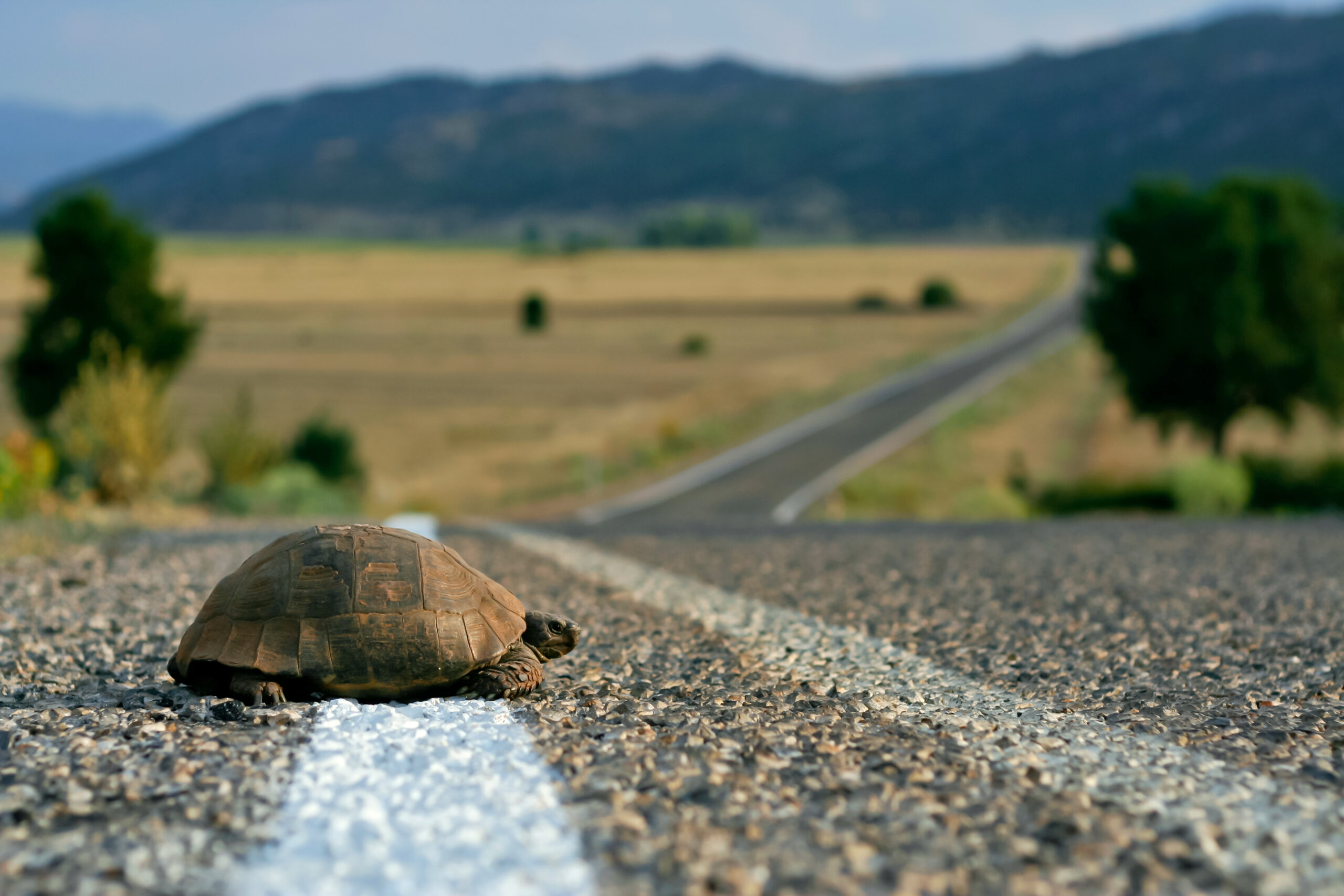 Teknősök az utakon: vigyázz rájuk, segíts az átkelésben