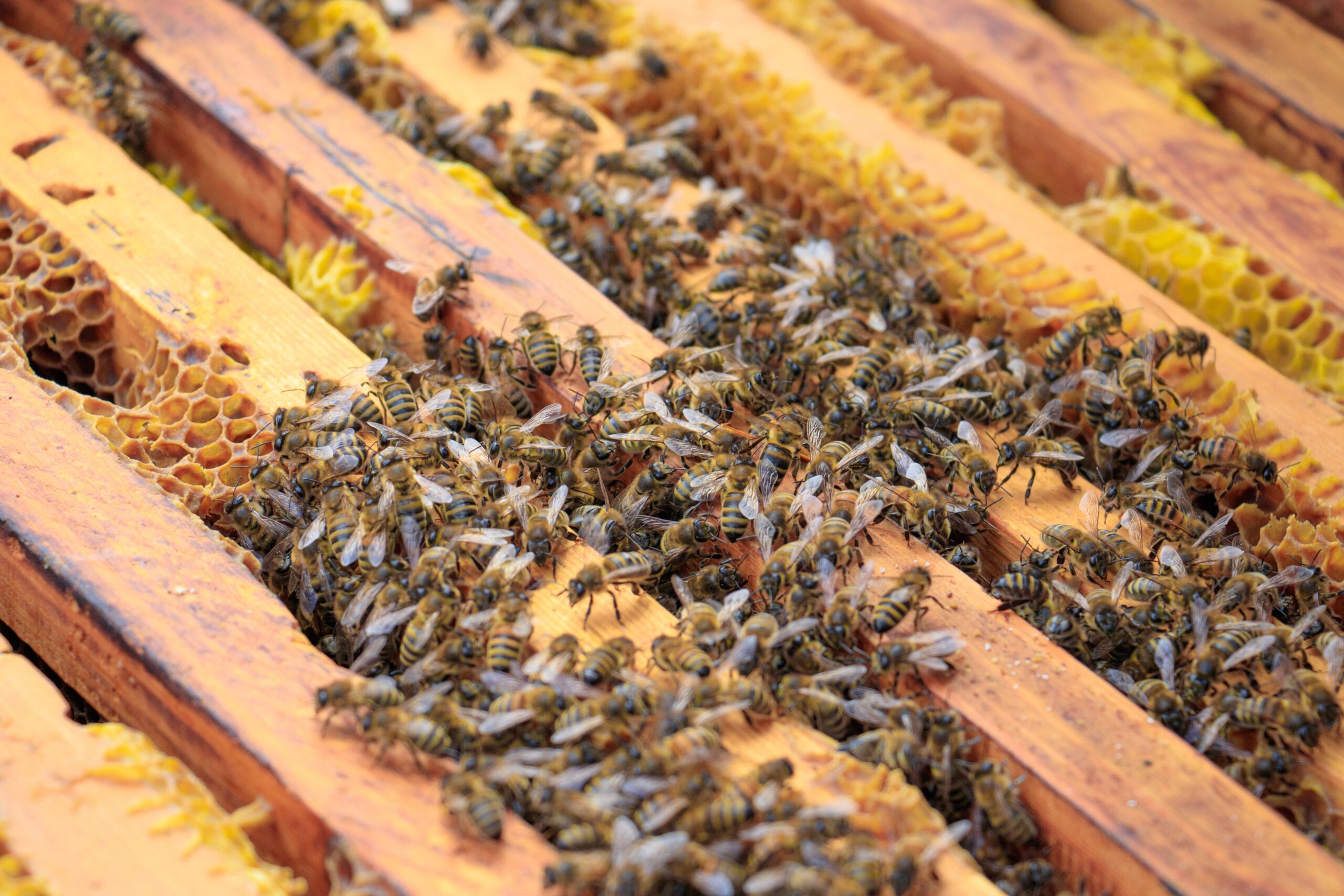 Gyógyulás a méhzümmögésben