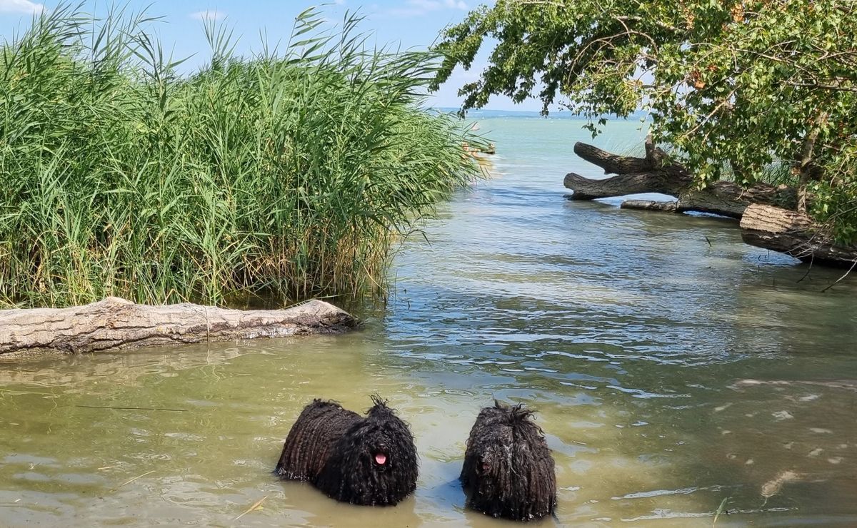 Újra itt a hőség – ezt tedd a puli kutyákkal