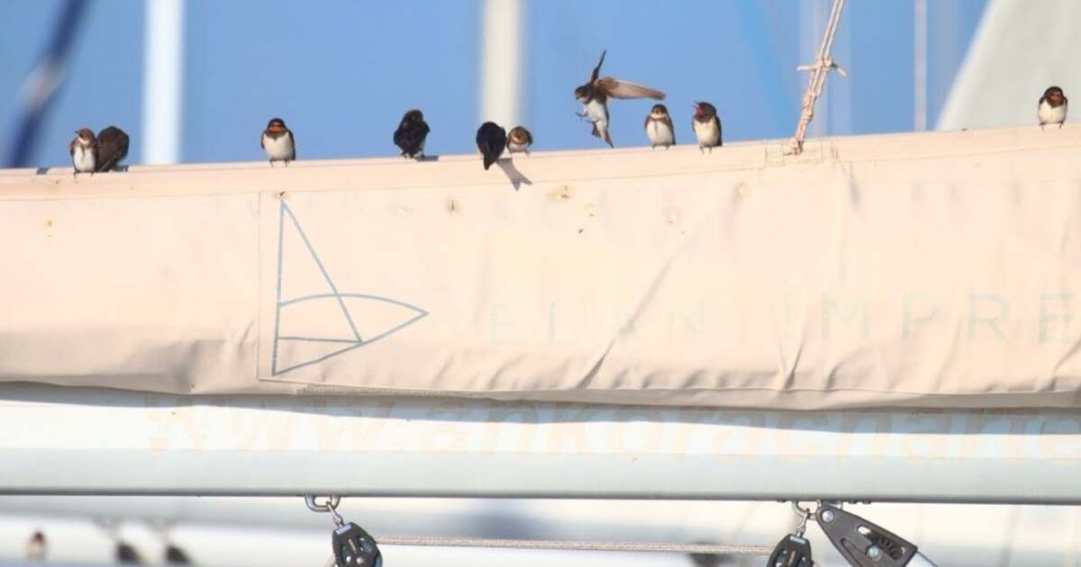 Swallows’ Sojourn: The Frosty Trials of Migrating at Lake Balaton